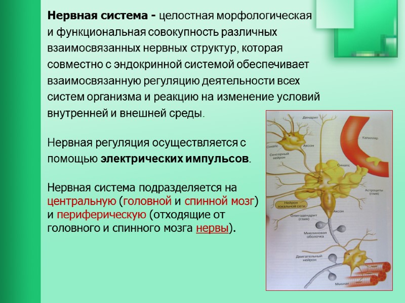 Нервная система - целостная морфологическая  и функциональная совокупность различных  взаимосвязанных нервных структур,